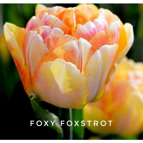 ���������� �������� ����������� , �������� ���� FOXY FOXTROT ����-�����-�������(3 �����)