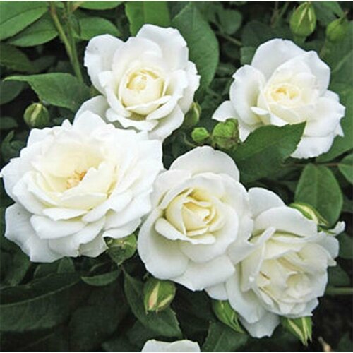 ���������� ���� ��������� �������