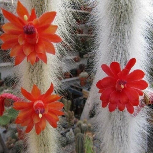 ���������� �������������, Hildewintera Colademononis, ��������� �����, �������, ������