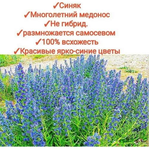 ���������� ����� ������ 100�� �������/�������