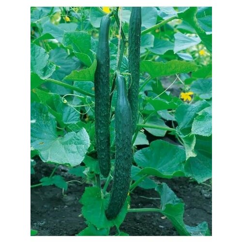 ���������� ������������� ������ ������ F1 ��������� �������