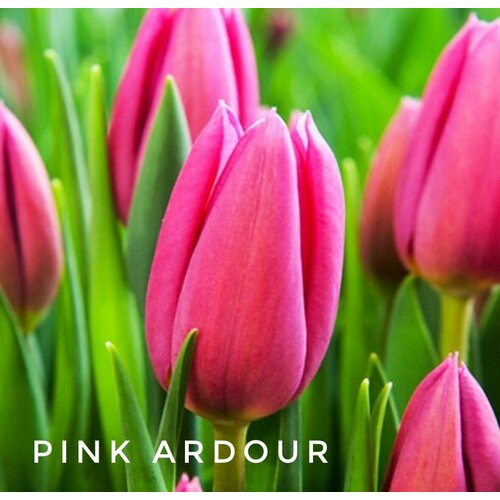 ���������� �������� Pink Ardour, ���� ������, 3 ��