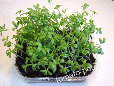 � �������� ��������� ���� ������� 