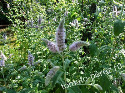 � ������ ��������� ������ ���� ������� 