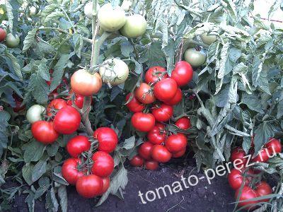 ������ �������� ������� �.�. ���� ������� 