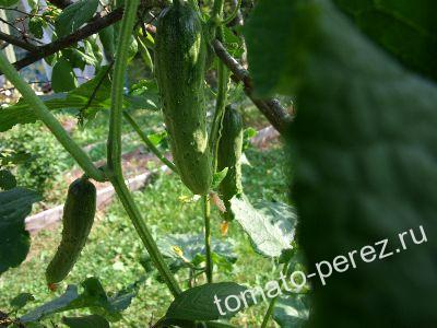 ����������� ������� ���� ������� 