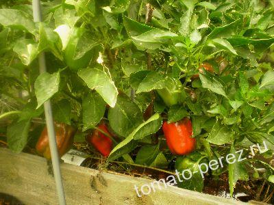 ����������� �������� ����� � �������� ������ ���� ������� 