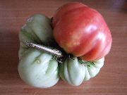 ����� ������� ���� 