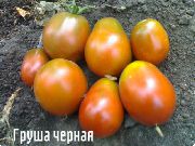 ����� ����� ������ 